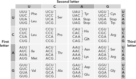 Use the table below to determine how many possible RNA sequences could code for the dipeptide Pro-Ala.