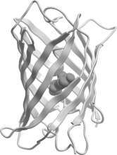 <strong>Which class of protein structures does the protein shown below fit into? </strong> A) predominantly -helical B) predominantly -sheet C) intermixed -helix and -sheet D) domains of -helix adjacent to domains of -sheet