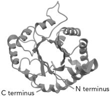 <strong>The common protein fold shown below is the __________ fold. </strong> A) Greek key B) Rossman C) FERM domain D) / Barrel