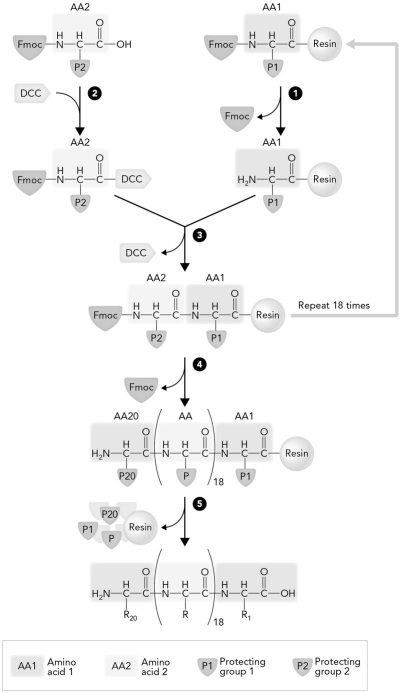 <strong>The step in solid-phase peptide synthesis that occurs at number 3 is </strong> A) deblocking of the residue attached to the resin. B) coupling of the amino acid. C) cleavage from the resin. D) activation of the Fmoc blocked residue.