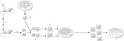 <strong>Using the figure below describing monoclonal antibody generation,identify the step where the B cells are fused with the tumor cells. </strong> A) 1 B) 2 C) 3 D) 4