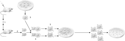 <strong>What cells are shown at step number 2 in the figure below? </strong> A) B cells B) immortalized tumor cells C) hybridoma cells D) red blood cells