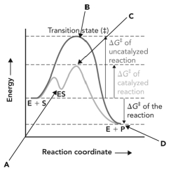 Refer to the reaction coordinate diagram below.At what point is there a maximum number of interactions between the enzyme and the compound that it is binding?