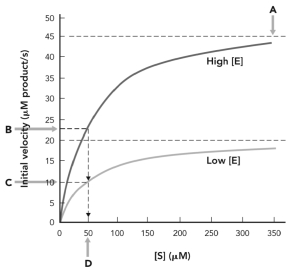 <strong>In the figure below,K<sub>M</sub> is indicated at </strong> A) A. B) B. C) C. D) D.