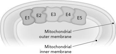 <strong>Review the figure below.Shared intermediates are used so effectively in coupled reactions because they </strong> A) allow products to diffuse through membrane to increase concentration gradient. B) increase the value of . C) decrease the value of Q. D) limit product diffusion and allow intermediates to channel from one enzyme to the next.