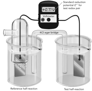 Use the figure below to answer the following questions. A.The electrochemical cell shown here is measuring the reduction potential of Fe<sup>2+</sup>/Fe<sup>3+</sup> using a reference hydrogen half reaction.Write each half reaction on the figure and show the flow of electrons. B.Do these oxidants have a higher or lower affinity for electrons compared with H<sup>+</sup>? Explain how you know this using information from the experiment.