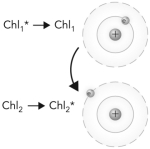 <strong>The following picture is an example of what phenomenon? </strong> A) resonance energy transfer B) electron transfer C) photoexcitation D) fluorescence