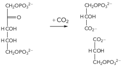 <strong>What is the name of the enzyme that catalyzes the reaction shown below? </strong> A) ribulose bisphosphate carboxylase B) acetyl-CoA carboxylase C) glyceraldehyde-3-phosphate dehydrogenase D) pyruvate carboxylase
