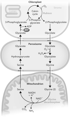 <strong>What is the process depicted below,where plants react with O<sub>2</sub>? </strong> A) photorespiration B) photosynthesis C) photogeneration D) photoglycolate pathway