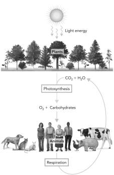 Hypothesize how the combustion of large quantities of fossil fuels could affect the cycle shown below.Then explain how this could be further complicated by the global loss of vegetation,such as by the cutting of rain forests.