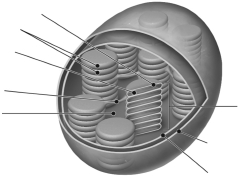 Label the parts of the chloroplast on the figure below.