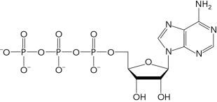 <strong>The molecule below is a precursor to the formation of which of the following second messengers? </strong> A) ADP B) cAMP C) NAD<sup>+</sup> D) PKA
