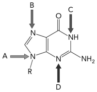 <strong>Which nitrogen originates from aspartate? </strong> A) A B) B C) C D) D