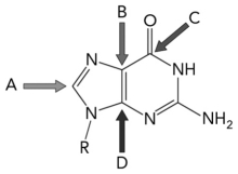 <strong>If HCO<sub>3</sub> <sub> </sub> <sub> </sub> That is radioactively labeled with <sup>13</sup>C is available,which carbon atom in the molecule below would ultimately be expected to be radioactive? </strong> A) A B) B C) C D) D