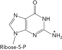 <strong>If GMP radiolabeled at the nitrogen atom indicated by the * were metabolized to uric acid,which of the following molecules along the pathway would also be radioactive? </strong> A) uric acid B) guanine C) NH<sub>4+</sub> D) xanthine