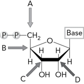 <strong>Identify the carbon atom that is attacked by Cys439 in the first step of the E.coli ribonucleotide reductase mechanism. </strong> A) A B) B C) C D) D