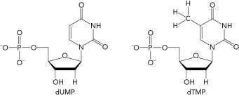 What is the name of the enzyme that catalyzes the methylation of dUMP to generate dTMP? Describe the mechanism of the enzyme and include the coenzyme requirement.
