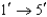<strong>All DNA is synthesized in which direction?</strong> A)   B)   C)   D)   <div style=padding-top: 35px> 