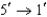 <strong>All DNA is synthesized in which direction?</strong> A)   B)   C)   D)   <div style=padding-top: 35px> 
