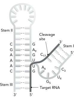 <strong>The following is referred to as the __________ ribozyme. </strong> A) stem-loop B) hairpin C) hammerhead D) cloverleaf