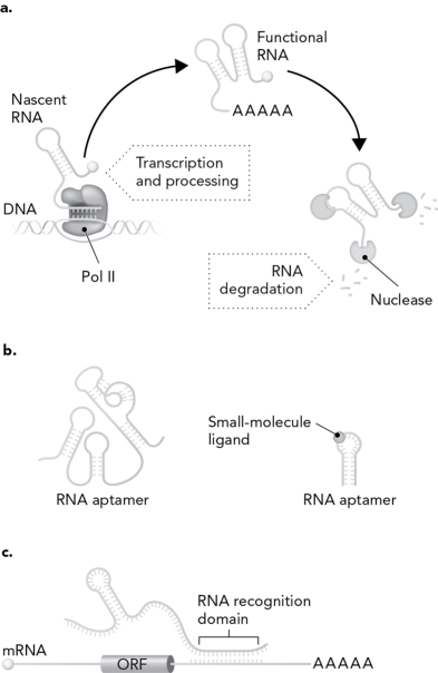 Using the picture below,describe the three ways that RNA is a highly dynamic biomolecule.