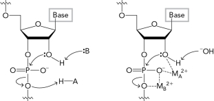 Name the types of catalysis in ribozymes illustrated in the two figures below.