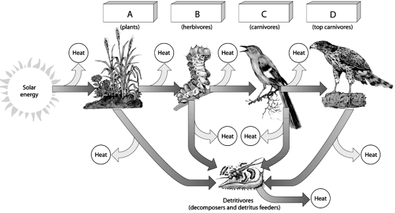 -On the food chain figure,choose the level that primarily feeds on producers.
