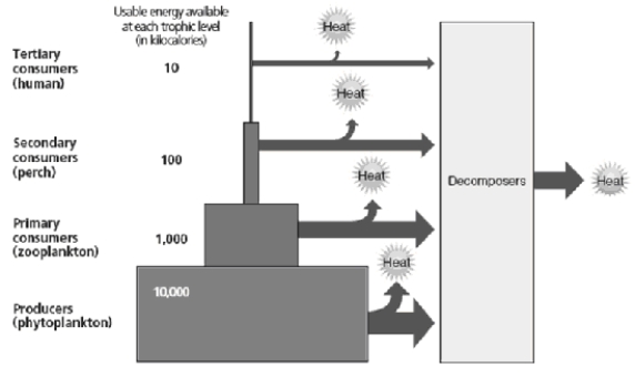 -How much energy would potentially be available if a fifth trophic level was added to the pyramid?