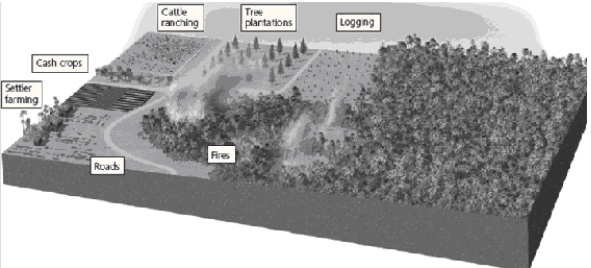 -List three examples that link indirect causes of tropical forest degradation to the direct causes of degradation shown in the diagram.