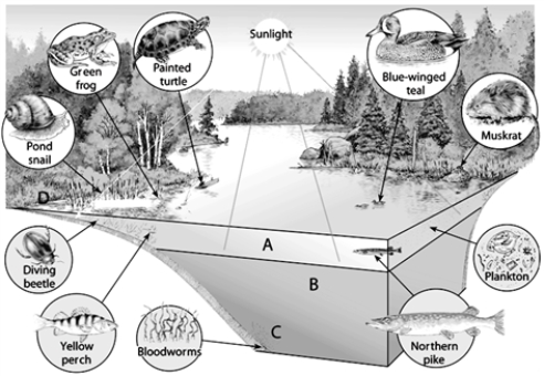 Labeling On the accompanying temperate-zone lake, choose the zone of open water where photosynthesis can occur.