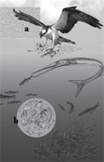 a.osprey b.zooplankton As DDT bioaccumulates in the accompanying ecosystem, which species would have the lowest concentration in their body?