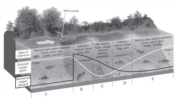 Labeling In the accompanying oxygen sag curve, choose the zone in which population of organisms with high oxygen requirements will most likely be eliminated.