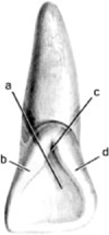 In the illustration below,structure b is the