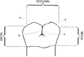 <strong>Below is an illustration of the buccal surface of a mandibular right second molar.Structure b depicts the </strong> A) buccal groove B) distobuccal cusp C) buccal pit D) mesiobuccal cusp