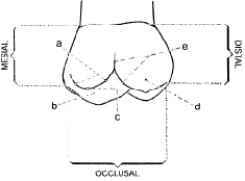 In the figure below,a represents the ____________.   
