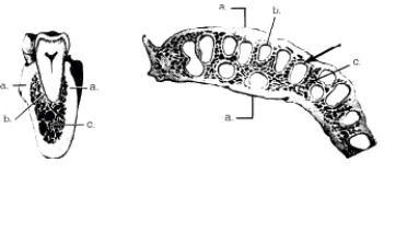 In the two cross-sectional views of alveolar bone depicted below,structure b illustrates the