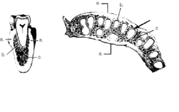 In the two cross-sectional views of alveolar bone depicted below,structure c illustrates the