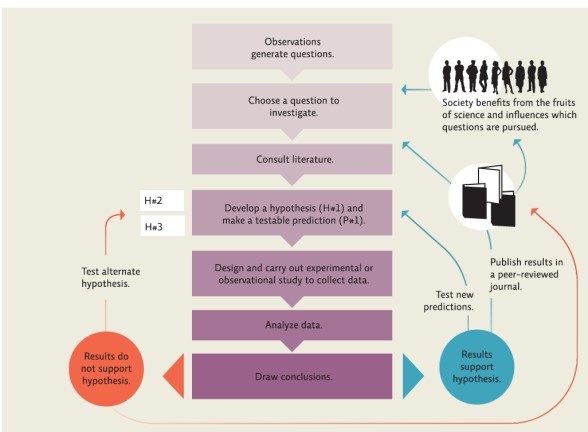 Infographic 1 Refer to Infographic 1.What are the possible outcomes after using the scientific method to analyze the data?