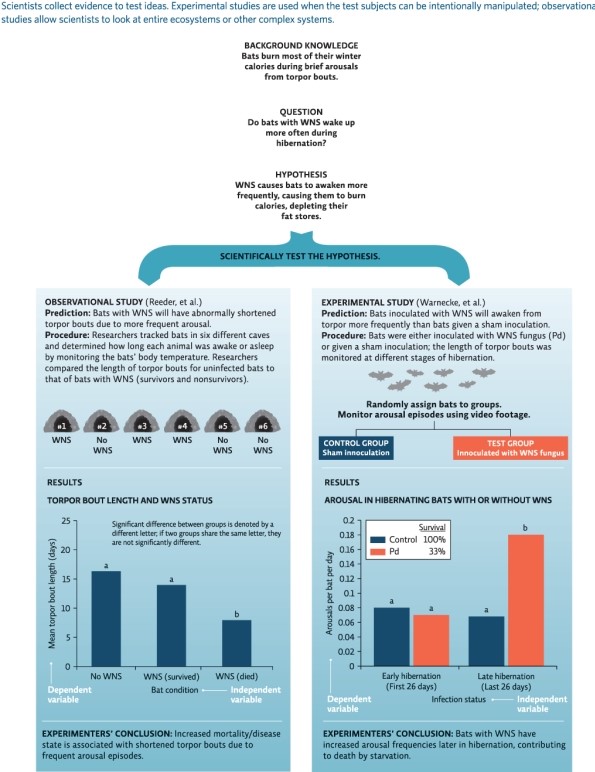 Infographic 4 Refer to Infographic 4.In Warnecke et al.,what is the independent variable? What is the dependent variable? List as many qualities as possible that should be the same between bats in the two groups (control and test groups).Ideally,what should be the only difference between the two groups of bats?