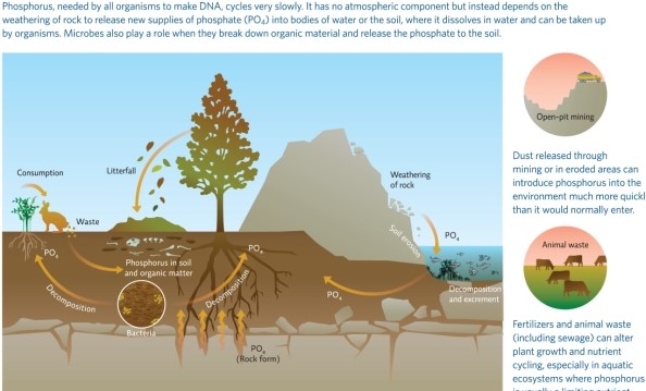 Refer to Infographic 8.Each year a dead zone appears in the Gulf of Mexico when oxygen levels in the water drop to levels insufficient to support the fish and shrimp that live there.The drop-in oxygen is due to the decomposition of photosynthetic phytoplankton that grow in huge numbers,die,and sink to the bottom; they are then decomposed by bacteria that use up oxygen in the process.Use the infographic to describe what the limiting factor to phytoplankton normally is and how that factor is removed each spring when rains wash runoff from Midwestern farm fields into rivers that empty into the Gulf.What could be done to help prevent this from occurring?  <div style=padding-top: 35px> 
