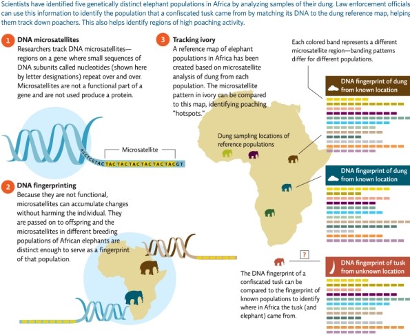 <strong>Refer to Infographic 5.Using the DNA fingerprints,determine from where the unknown tusk was likely to have originated. </strong> A)from the purple elephant population B)from the brown elephant population C)from the blue elephant population D)from the dark green elephant population E)There are not enough data to determine this.