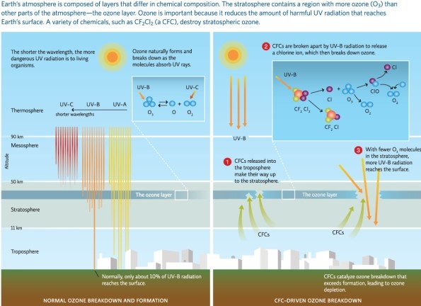 <strong>Refer to Infographic 1.What happens to the chlorine atom liberated from chlorine monoxide in the second portion of this figure? </strong> A)It escapes into the thermosphere above. B)It becomes inert. C)It sinks back down to the troposphere,where it becomes a part of smog pollution. D)It breaks down many other ozone molecules. E)It bonds with one additional ozone molecule to make chlorine trioxide.