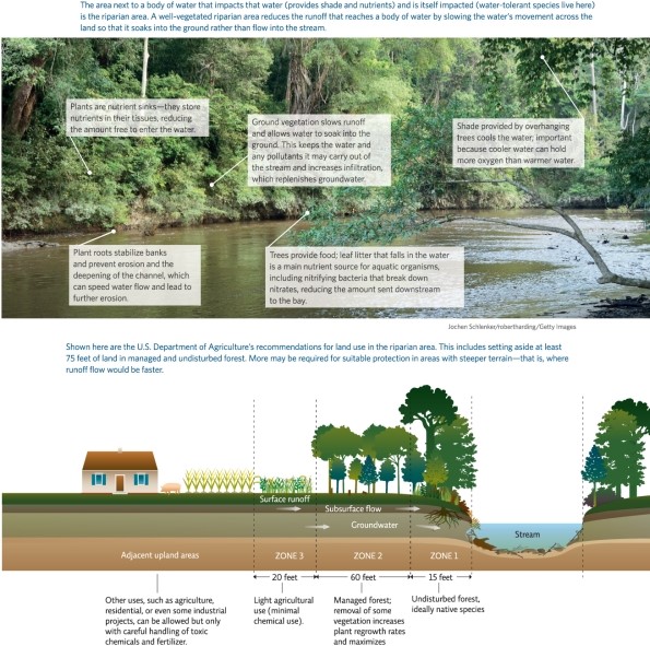 <strong>Refer to Infographic 6.How much land,in feet,does the U.S.Department of Agriculture recommend setting aside in managed and undisturbed forest to protect land in riparian areas? </strong> A)20 B)60 C)15 D)75 E)95
