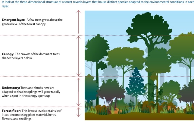 Refer to Infographic 2.What microclimate exists in the emergent tree layer,and how would this affect the species dwelling there?