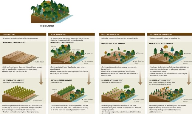 <strong>Science Literacy Refer to Infographic 5 to answer the following four questions. Which timber-harvesting technique would result in lower water quality of nearby streams?</strong> A)clear-cutting B)strip harvesting C)selective harvesting D)shelterwood harvesting