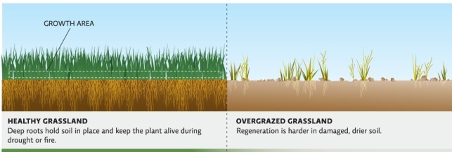 Refer to Infographic 3.Discuss some scenarios that could lead the healthy grass in the first picture to begin to look like the overgrazed grass in the second picture.