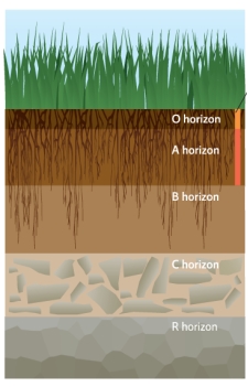 <strong>Science Literacy Use the following graphic to answer the next questions. Desertification can produce drier B and C horizons.What is the most likely hypothesis for this?</strong> A)The thick grass roots in the upper horizons take up the water before it can reach the lower horizons. B)The grazing animals leave waste on the surface which prevents water from filtering into the lower horizons. C)Hot fires cause the moisture to evaporate out of the soil horizons. D)When the upper horizons are lost the lower horizons are exposed to more incoming sunlight,drying out the lower horizons.