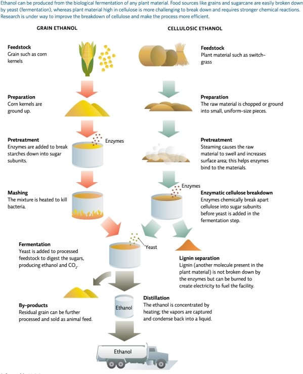 <strong>Refer to Infographic 5.In which step in the conversion of cellulose to ethanol is the raw material chopped or ground into small,uniform-sized pieces? </strong> A)preparation B)pretreatment C)enzymatic cellulose breakdown D)lignin separation E)distillation