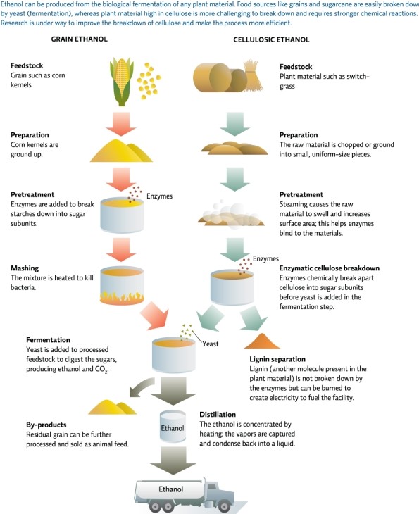 Refer to Infographic 5.Describe the production of grain ethanol and cellulosic ethanol.Why is it more challenging to produce ethanol from plants with high cellulose content compared with producing it from grain?