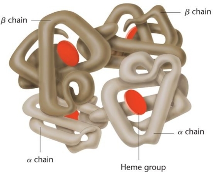 <strong>The protein shown below provides an example of which level of protein folding? </strong> A)tertiary B)pentenary C)quaternary D)primary E)secondary